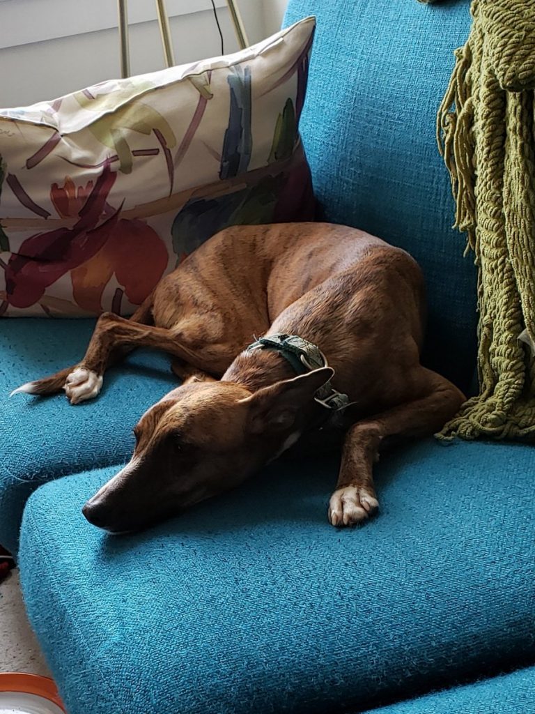 Common Heart Valves Diseases In The Dog