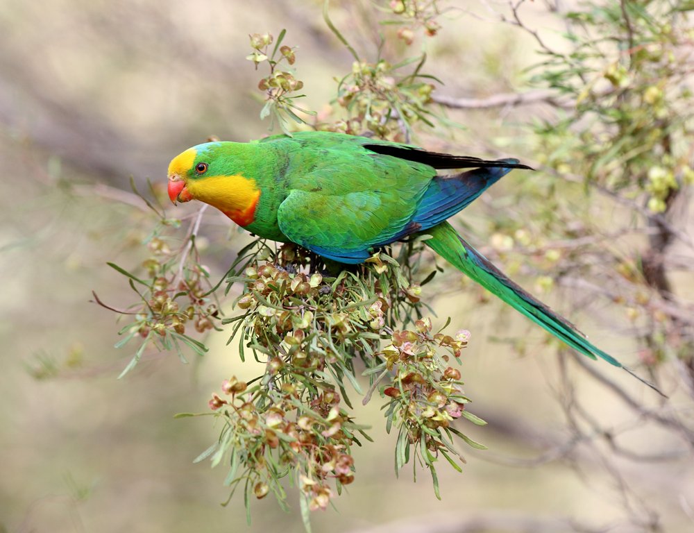 Australian parrot 