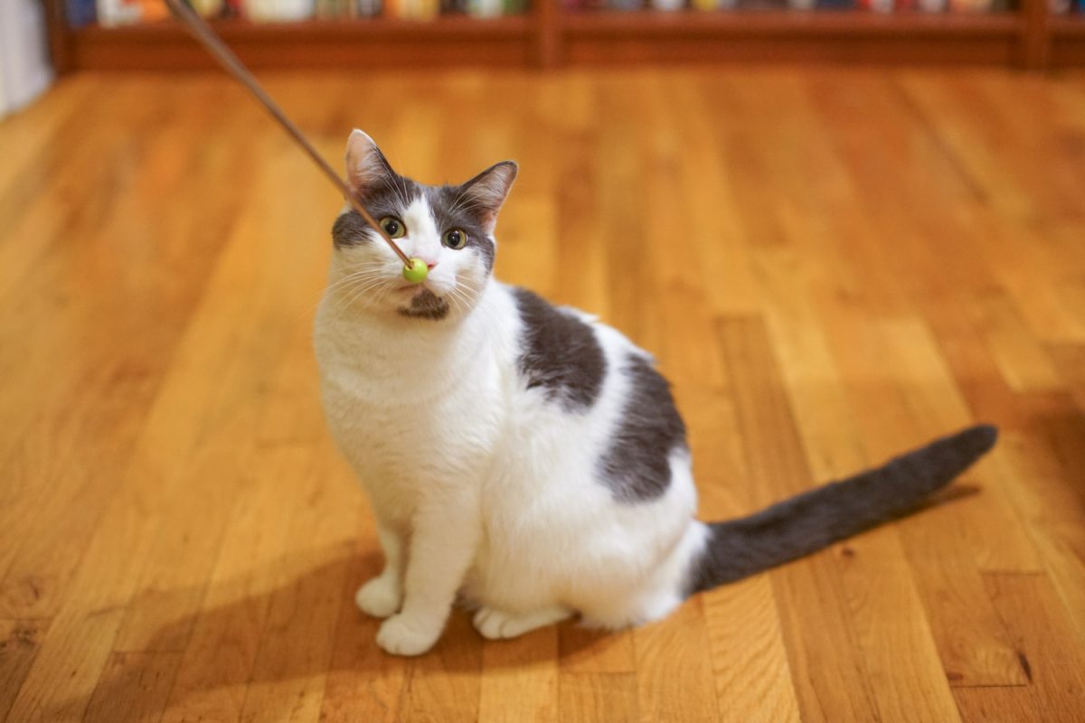 your cat