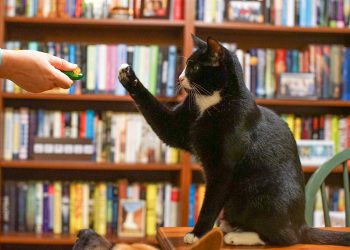 A Beginner's Guide to Pet Sitting