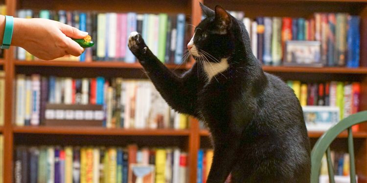A Beginner's Guide to Pet Sitting