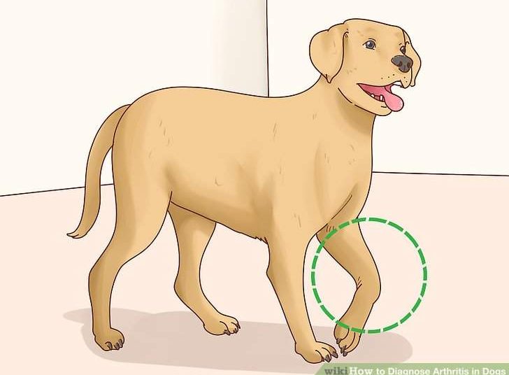 Top 5 Dog Breeds Most Likely to Suffer from Arthritis Dog with Arthritis