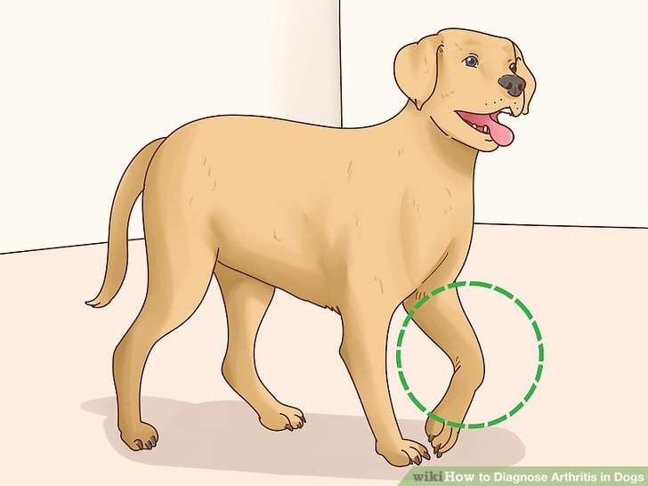 How to Help Your Dog with Arthritis Dog with Arthritis
