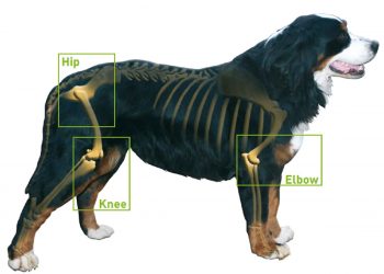 How to Help Your Dog with Arthritis