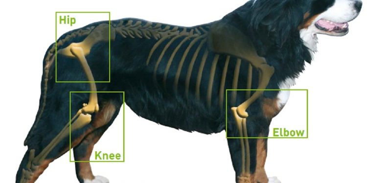 How to Help Your Dog with Arthritis