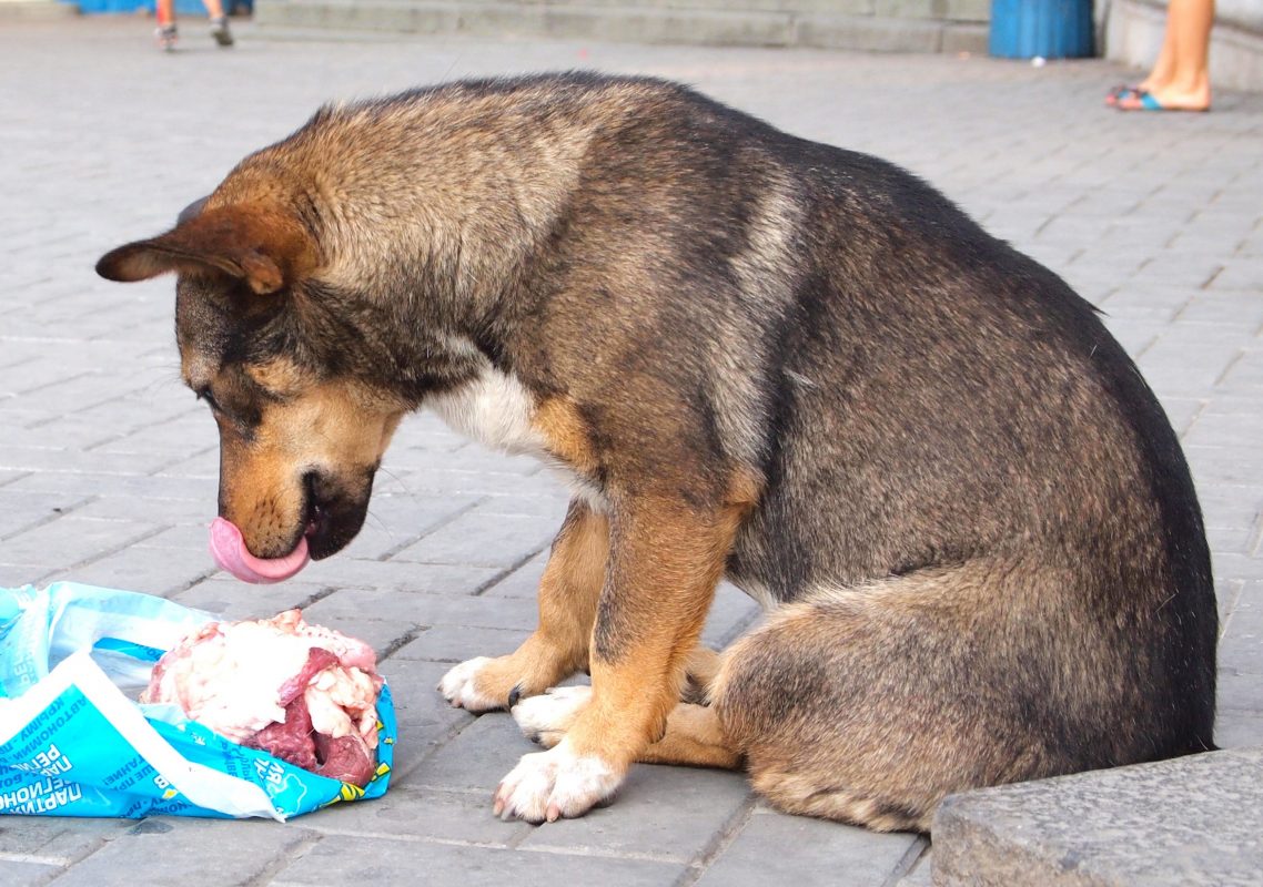 Meat Is The First And Most Important Ingredient In Dog Food Meat Is The First And Most Important Ingredient In Dog Food