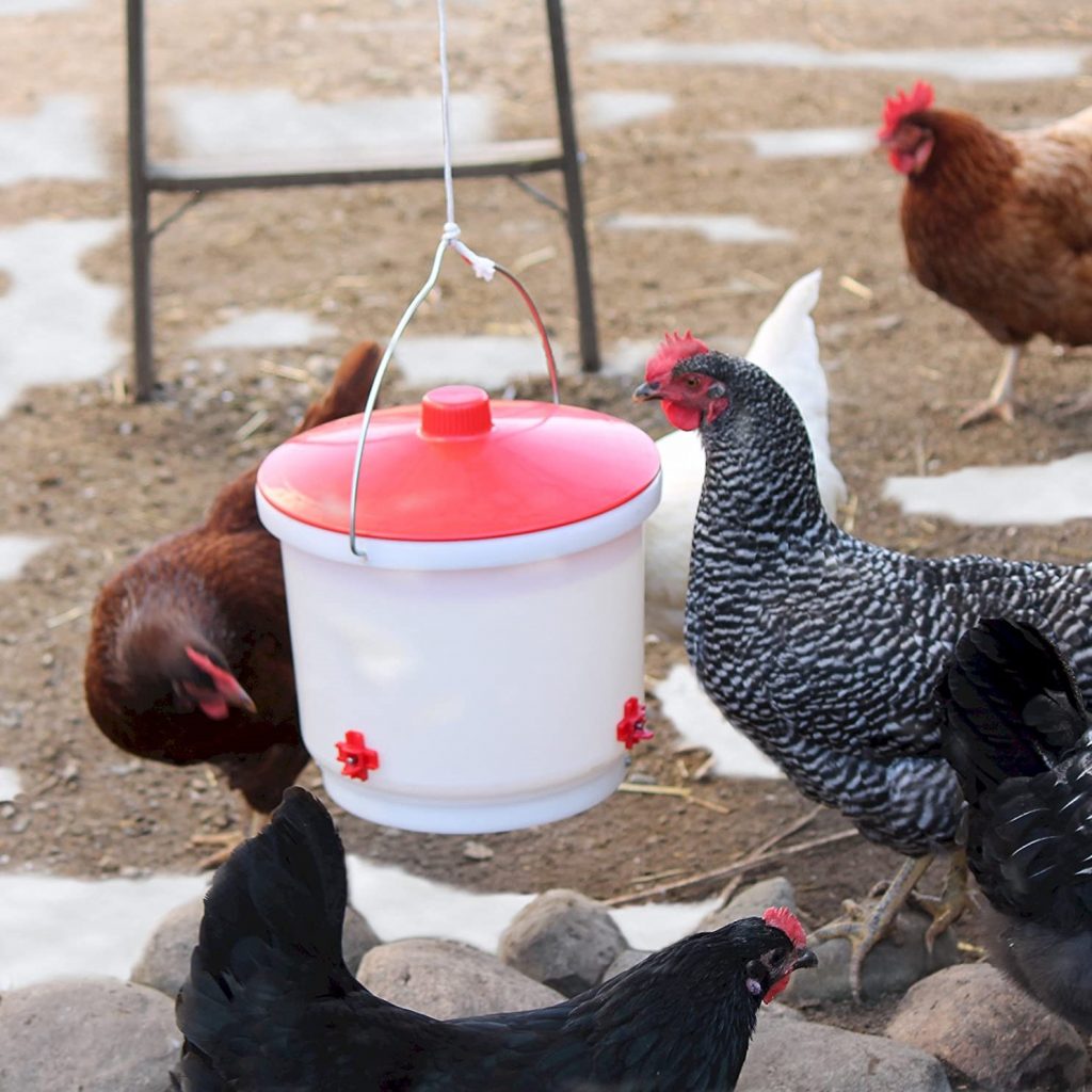 drinker for chickens