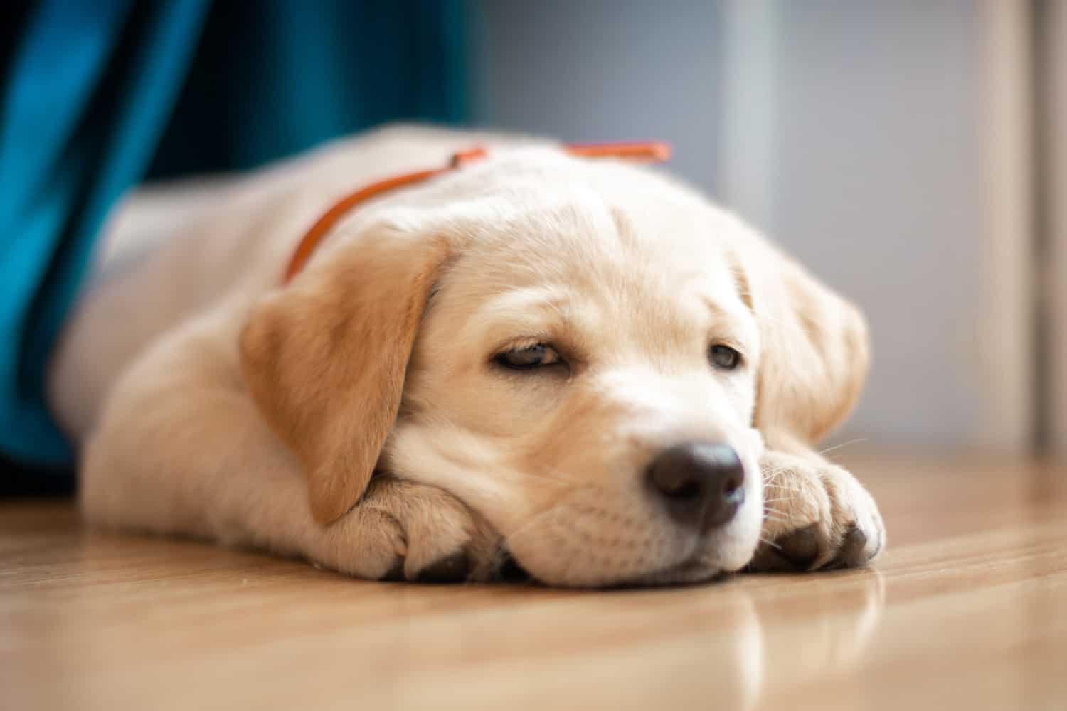 depression in dog