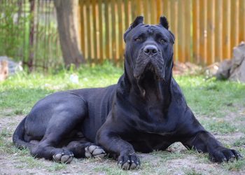 Presa Canario Dog Breed