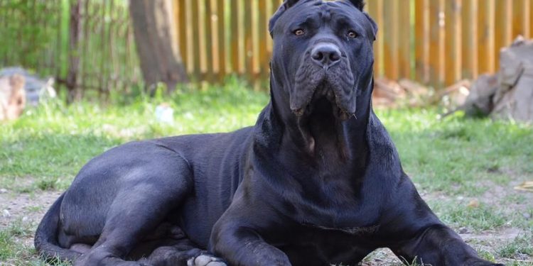 Presa Canario Dog Breed