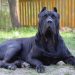 5 Facts Worth Knowing About the Presa Canario Dog Breed Presa Canario Dog Breed