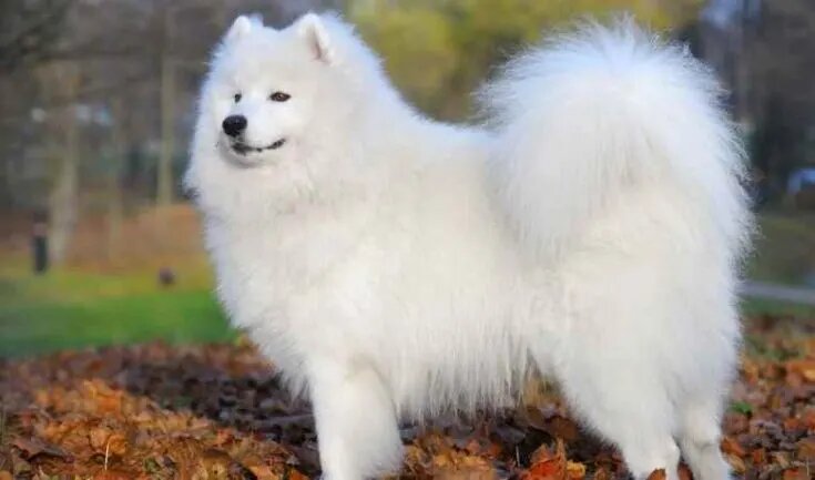 10 Breeds Of Furry Dogs Samoyed Dog