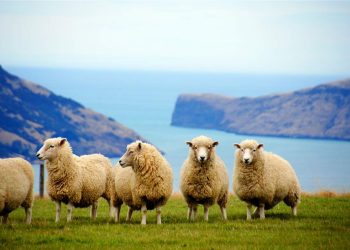 Sheep Names