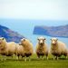 Lists of Male Female Sheep & Lamb Names Sheep Names