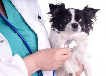 Common heart valves diseases in the dog