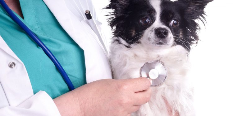 Common heart valves diseases in the dog