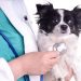 Common heart valves diseases in the dog