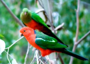 australian parrot names