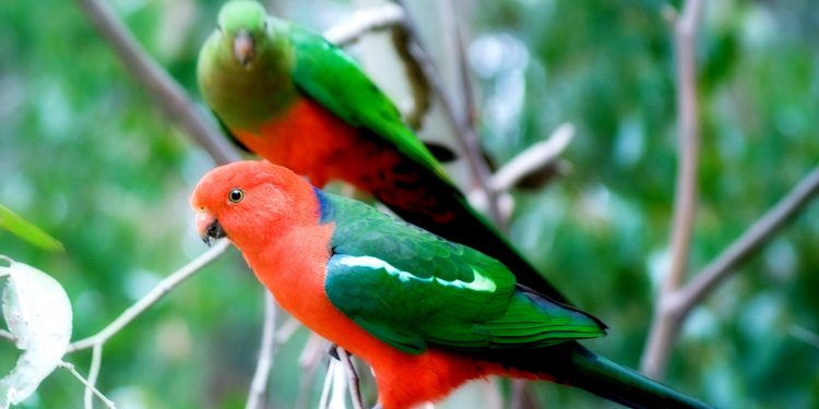 australian parrot names