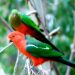 australian parrot names
