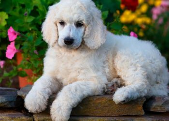 5 Things You Should Know Before Getting a Dog