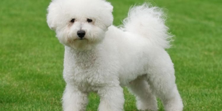 The Complete Guide to Vitamins for Dogs Vitamins for Dogs