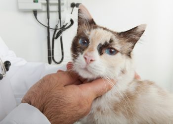 Recognize Symptoms Of Cancer Or Tumors In Cats