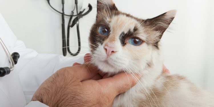 Recognize Symptoms Of Cancer Or Tumors In Cats Recognize Symptoms Of Cancer Or Tumors In Cats