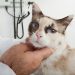 Recognize Symptoms Of Cancer Or Tumors In Cats Recognize Symptoms Of Cancer Or Tumors In Cats