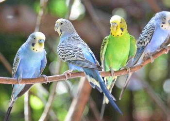 All About The Parakeets