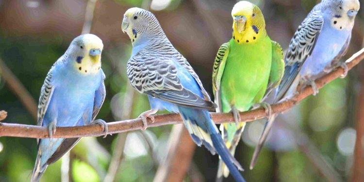 All About The Parakeets