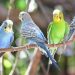 All About The Parakeets All About The Parakeets