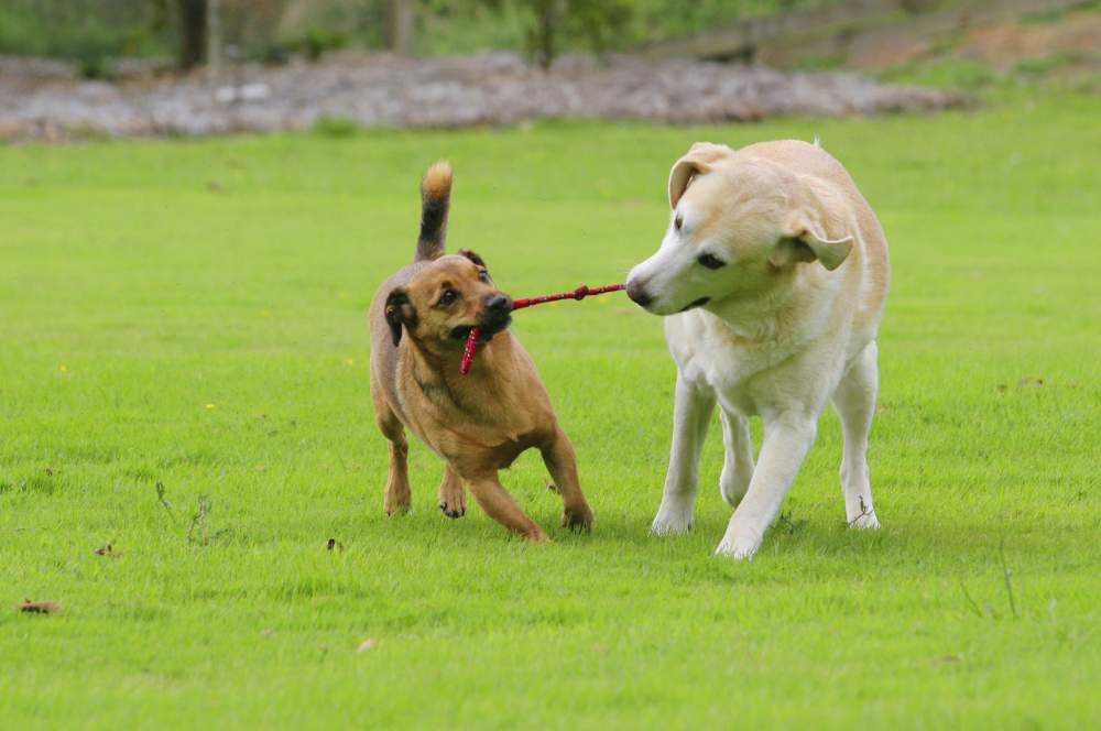 dog boarding house