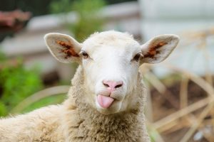 Lists of Male Female Sheep & Lamb Names funny sheep names