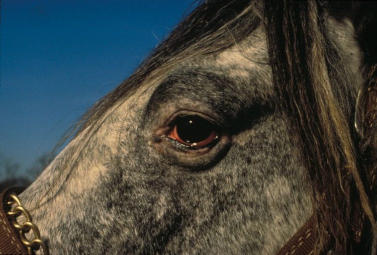 Skin Bacterial Infections In Horses Pet Rescue Blog