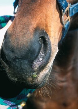 Skin Bacterial Infections In Horses bacterial infection