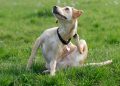 Dog Conditions: In Itching