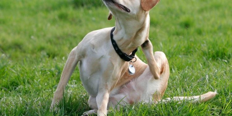Dog Conditions: In Itching