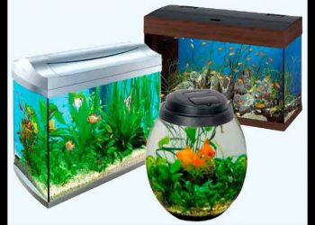 The Best Fish Tanks to Choose (2024)