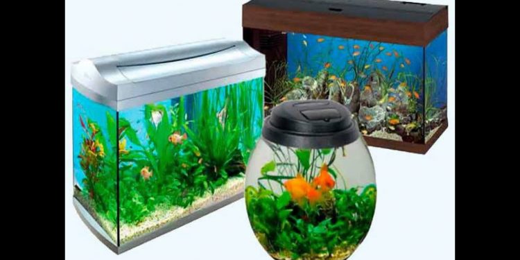 The Best Fish Tanks 2023