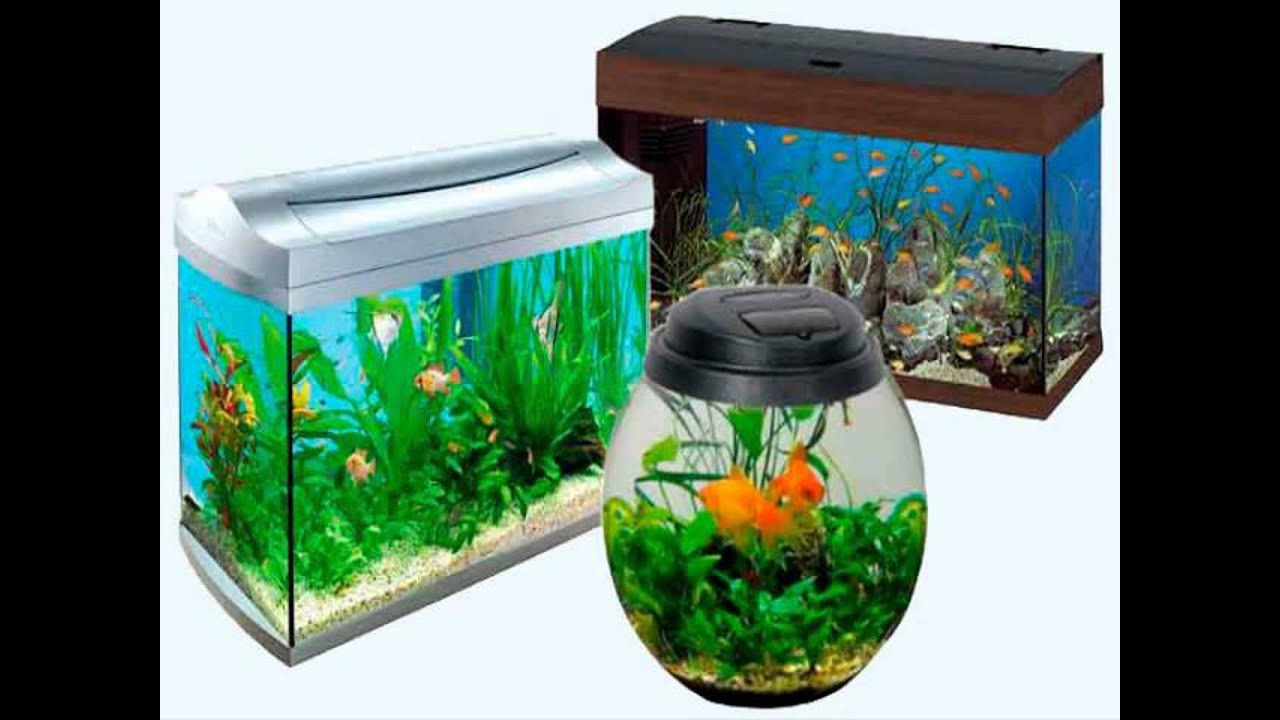 The Best Fish Tanks To Choose (2024)