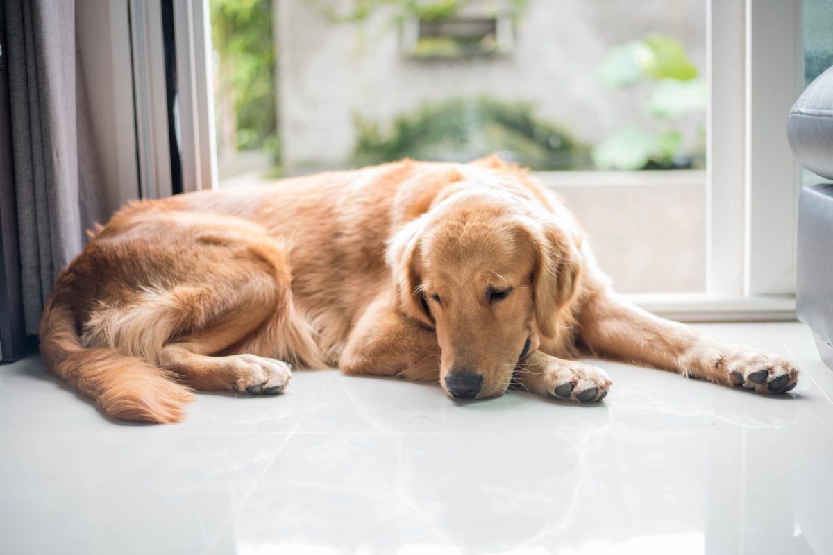 depression in dog