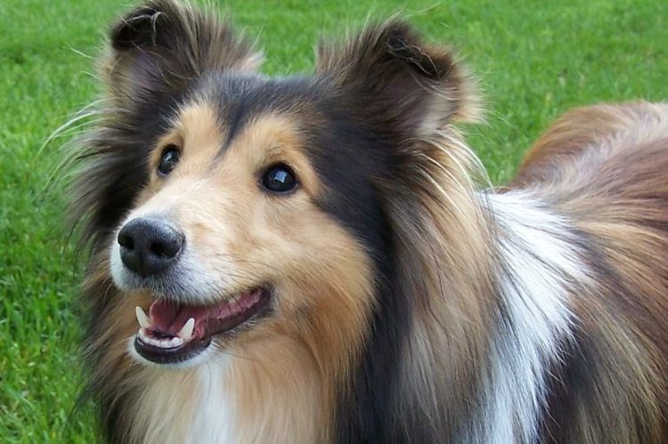 The Complete Guide to Vitamins for Dogs Vitamins for Dogs