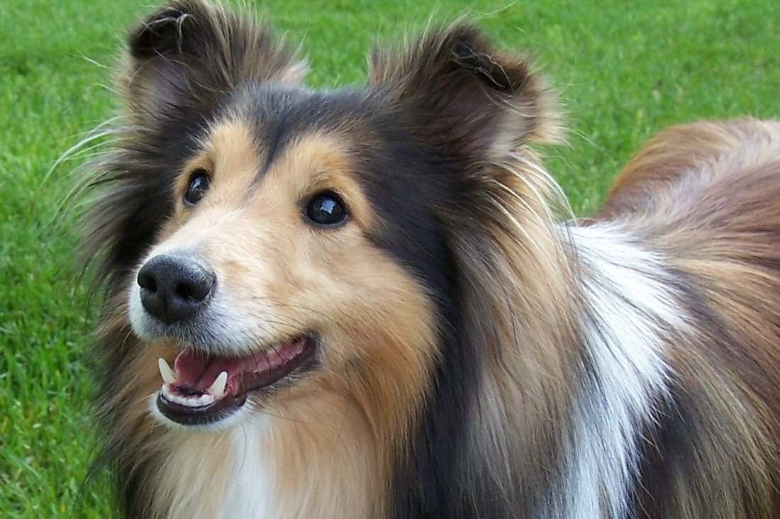 We all have our own way of dealing with sadness, but the first step is admitting that you need to talk about it. dog dog grooming near me dogs dog boarding near me the power of the dog dog training near me dog park near me dog shelters near me dogs for adoption near me clifford the big red dog dog groomers near me dog adoption near me bernese mountain dog dogs for sale near me dog groomer near me dog daycare near me courage the cowardly dog dog trainers near me adopt a dog near me isle of dogs reservoir dogs adoptable dogs near me cute dogs dog kennels near me smile dog dog food portuguese water dog Smathing is the most effective and loveable way to cope with your sadness. And if you don’t have a smath dog, don’t worry, because you can always get one from SmathUSA!