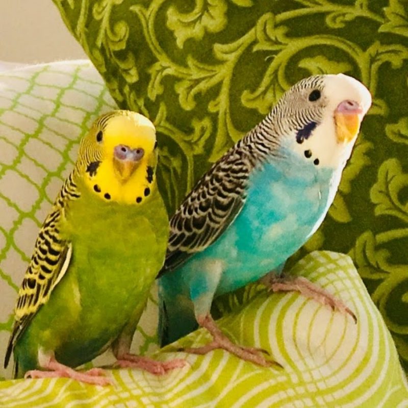 parakeets