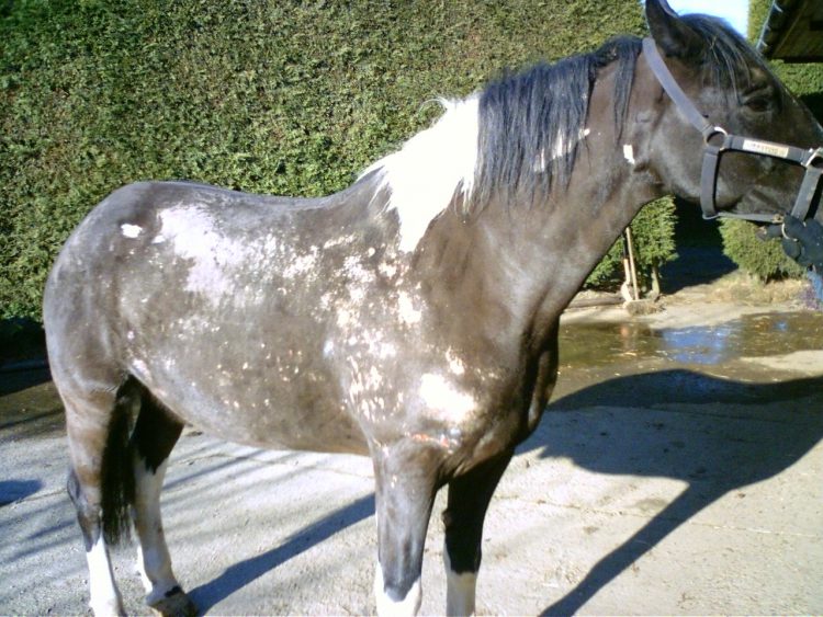 Skin Bacterial Infections In Horses Pet Rescue Blog