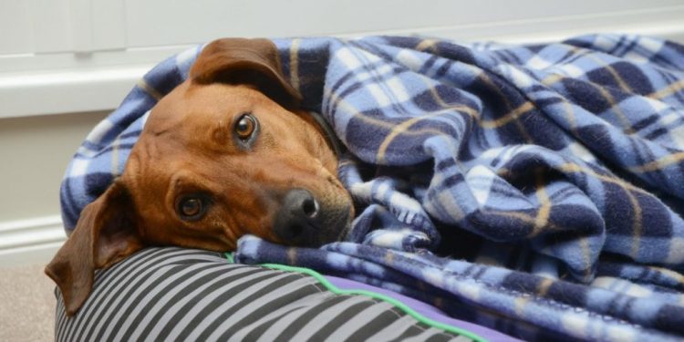 Depression In Dogs: And Its Treatment
