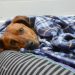Depression In Dogs: And Its Treatment