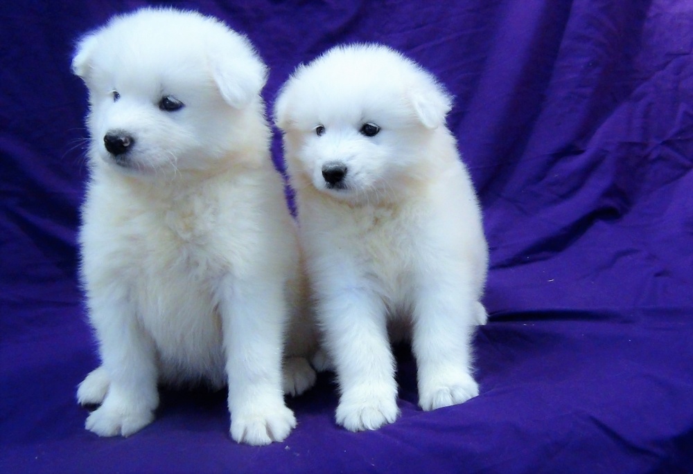 white dog names