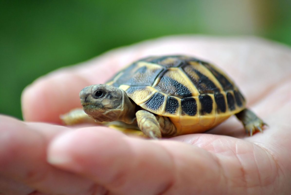 tortoise